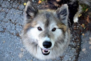 Dog sulimova. Opis, funkcje, treść pielęgnacji i rasy