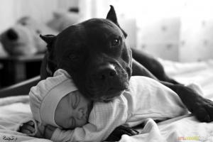 Psy są zadowolone obok właściciela Psy są zadowolone obok właściciela