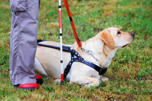 Znaleziono psa prowadzącego i zwrócił gospodyni Znaleziono psa prowadzącego i zwrócił gospodyni