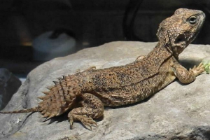 Treść egipskiej schipochostowie? Opis schipokhvosta