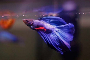 Treść i opieka nad rybami akwariowymi