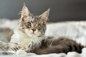 Dom konserwacyjny maine coon Dom konserwacyjny maine coon