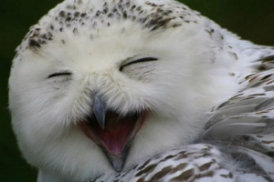 Zmniejszona różnorodność biologiczna