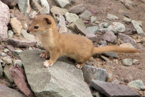 Solongoil - czerwony poprawny