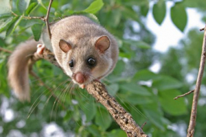 Sonya półki Sonya półki