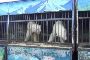 Odbył debiut rosyjskich niedźwiedzi polarnych w brazylijskim zoo