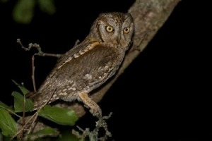 Sowa - malyutka. Co to jest ten ptak?