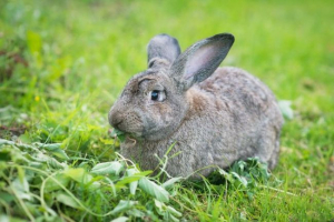 Radziecka szynszyla Radziecka szynszyla