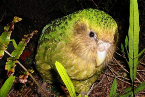 Sovic parrot (cacapo)