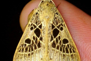 Miarki - nocne motyle. Odmiany, zdjęcia