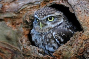 Nocne zwierzęta Nocne zwierzęta