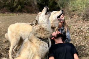 Lista ras psów podobnych do wilków Lista ras psów podobnych do wilków