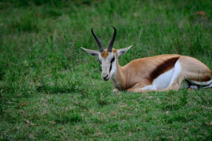 Springbok Springbok