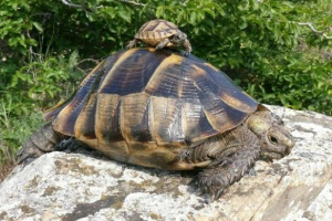 Żółw śródziemnomorski