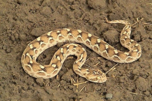 Środkowa azjatycka efa