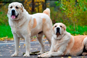 Central asian shepherd sukienka: pochodzenie, wygląd, znak Central asian shepherd sukienka: pochodzenie, wygląd, znak