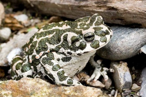 Środkowa ropucha azjatyckiego (ropucha danatynskaya) Środkowa ropucha azjatyckiego (ropucha danatynskaya)