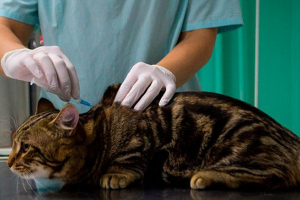 Warunki i podstawowe zasady szczepienia cat Warunki i podstawowe zasady szczepienia cat