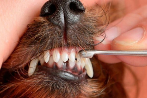 Daty zmiany zębów mlecznych do stałych szczeniąt