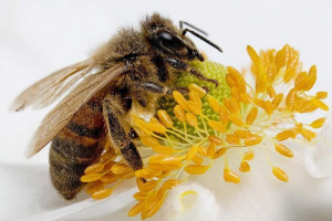 Etapy życia pszczół miodnych