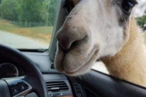 Stado wielbłądów uszkodził samochód