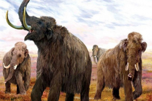 Stało się znane, dlaczego mamuty są wymarłe