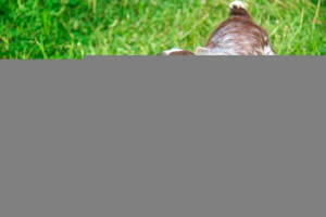 Standard rasy, charakteru i szkolenia rosyjskiego spaniela