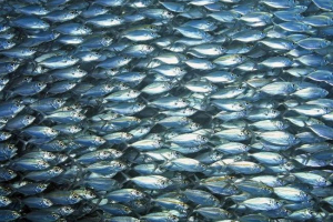 Studum chernomorskaya