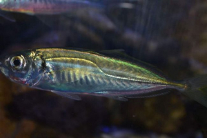 Stavrids. Photo ryby stavrids, opis