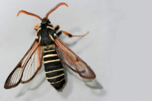 Glassnitsa - motyl w formie osy