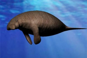 Stellerova cow Stellerova cow