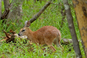 Sharpe stenbok - afrykańska antylopa Sharpe stenbok - afrykańska antylopa