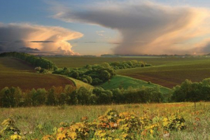 Stepy i leśna strona