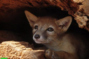 Steppe lisa corsak Steppe lisa corsak