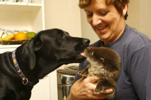 Dziwne otwory przyjaźni i psy