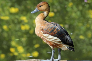 Noszenie whistling duck: opis, dystrybucja i styl życia Noszenie whistling duck: opis, dystrybucja i styl życia