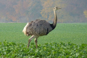 Ptaki brazylii Ptaki brazylii