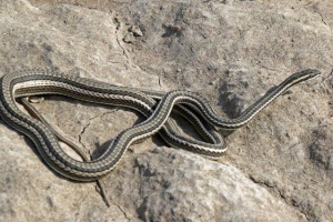 Strela-snake Strela-snake