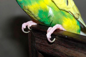 Czy wycinasz pazury na faliste papugi i jak to się robi w domu?