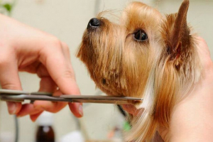 Ostrzeżenie york i opieka domowa