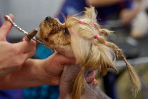 Ostrzenie york w domu Ostrzenie york w domu