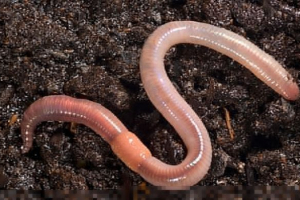 Struktura i styl życia rainworm Struktura i styl życia rainworm