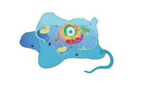 Struktura zwierząt: komórki, tkaniny, organy i systemy systemowe Struktura zwierząt: komórki, tkaniny, organy i systemy systemowe