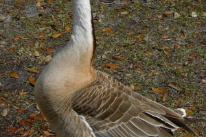 Sukhono - waterfowl bird duck rodzina Sukhono - waterfowl bird duck rodzina