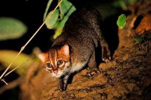 Sumatran cat Sumatran cat