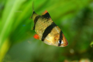 Sumatran barbus Sumatran barbus