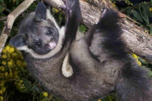 Świątynia gigantyczna latanie: latające zwierzę