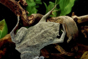 Surinampa pipa: jego nosha nie ciągnie!