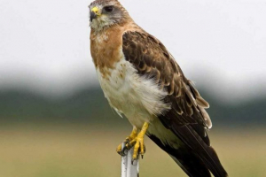 Svenson kanyuk: ptaki photo, informacje canya