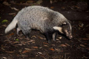 Pork badger lub chanda